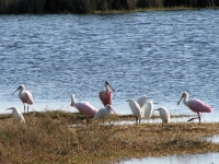 Spoonbills and Ibis